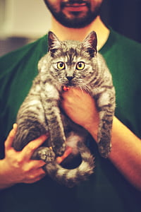 person holding silver tabby cat thumbnail
