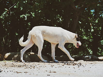 white and black dog walking near tall tree at daytime thumbnail