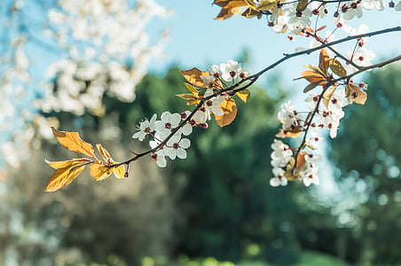 white and orange flowers thumbnail