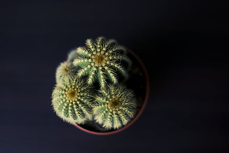 top view photography of green cactus thumbnail