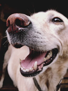Labrador Retriever Dog thumbnail