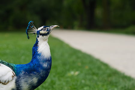 selective focus photo of white and blue peacock on green grass thumbnail
