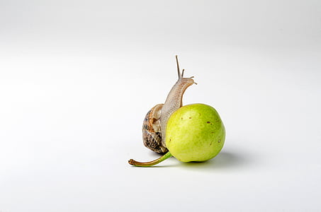 snail on green fruit thumbnail