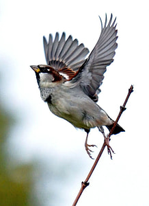 selective focus photo of grey and brown bird flying thumbnail