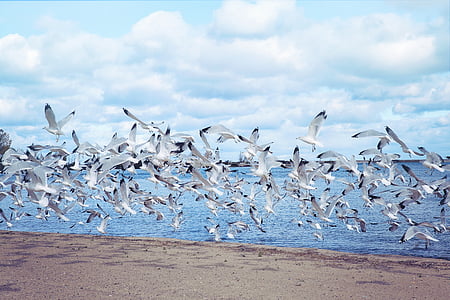 flock of bird flying above sea shore thumbnail