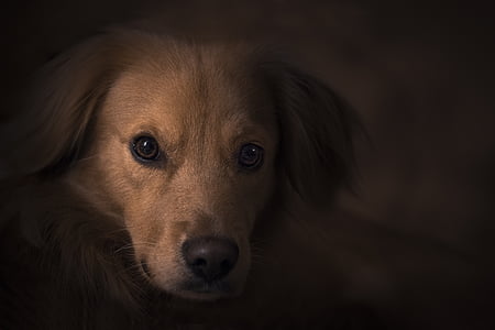 focused photo of long-coated brown puppy thumbnail