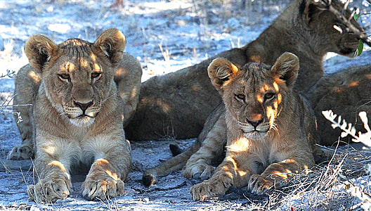three brown lion lying on gray withered grass field during daytime thumbnail