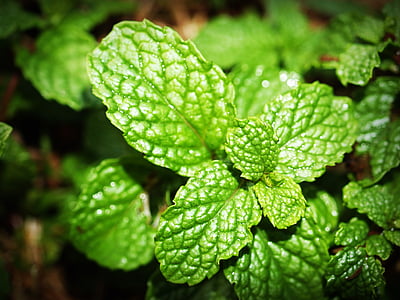 shallow focus photography of green plant thumbnail
