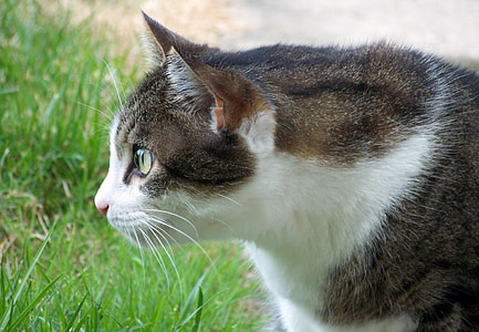 closeup photography of white and brown tabby cat thumbnail