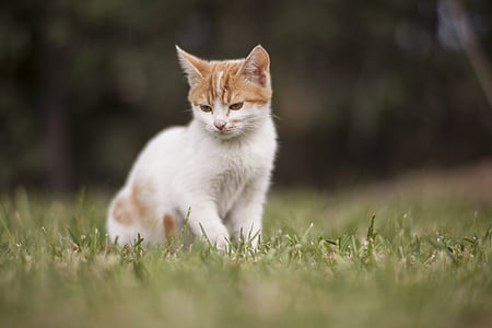 selective photography of orange tabby kitten thumbnail