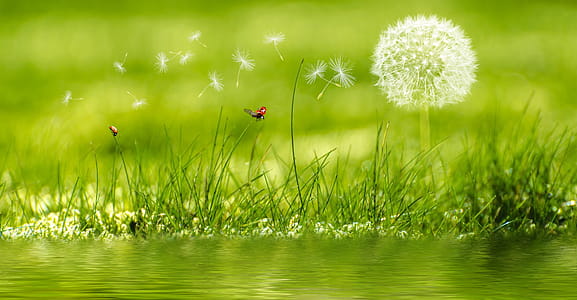 White Dandelion thumbnail
