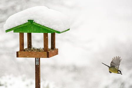 bird house covered with snow thumbnail