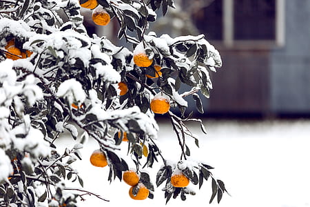 snow covered leaves thumbnail