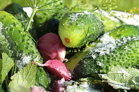 shallow focus photography of green plants thumbnail