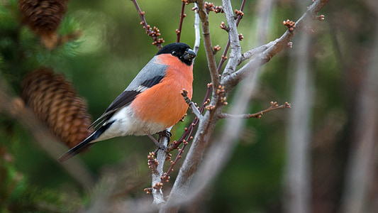 orange, gray, and black bird thumbnail