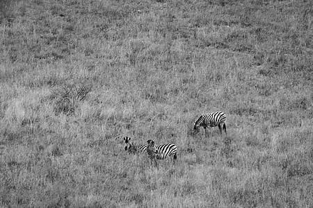 Wildlife Photography Of Three Zebras thumbnail