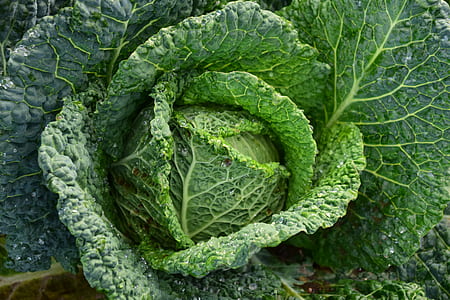green vegetable thumbnail