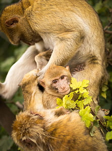monkeys hugging each other thumbnail