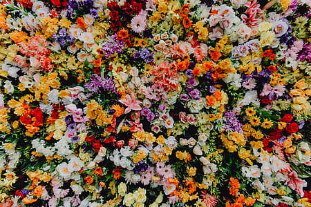 Fest Santo Antonio - Various color flower background wall - Museu de Lisboa, Lisbon, Portugal thumbnail