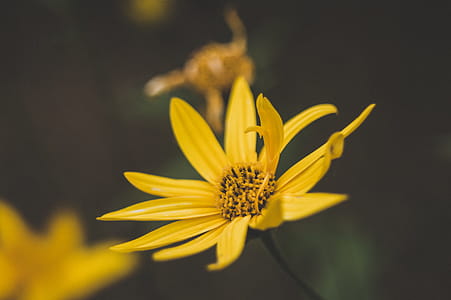 Yellow Diasy Flower thumbnail