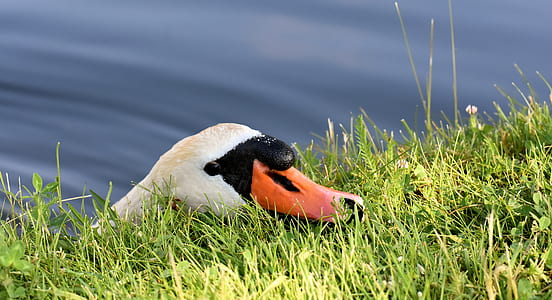 white and black swan thumbnail