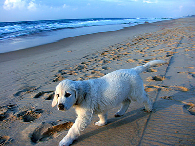 short-coated white on sea sand thumbnail