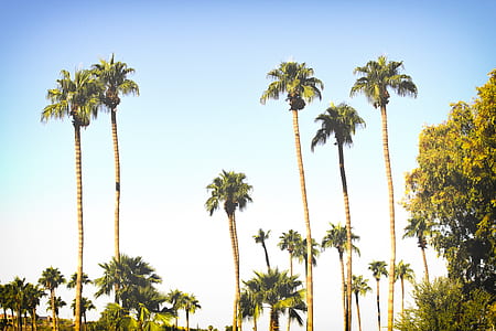 green coconut palm trees beside green trees under bly sky thumbnail