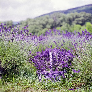 selective focus photography of lavender flower field thumbnail