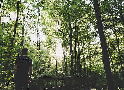 Man Standing on Forest Trees Near Small Bridge thumbnail