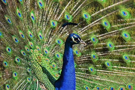 photo of peacock thumbnail