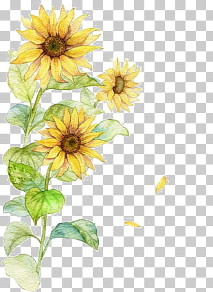 Common sunflower Poster, Watercolor Sunflower, yellow sunflowers painting PNG clipart