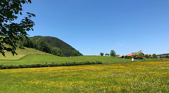 green grass thumbnail