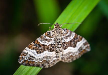 Selective Focus Photography of Gray, Brown, and Black Striped Butterfly Perched on Green Leaf thumbnail