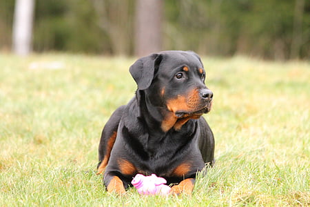 adult mahogany Rottweiler lying on grass during day thumbnail