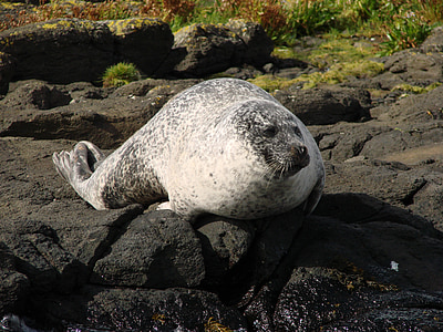 wildlife photography of seal thumbnail