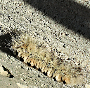 Hickory Tussock, Poisonous Caterpillar thumbnail