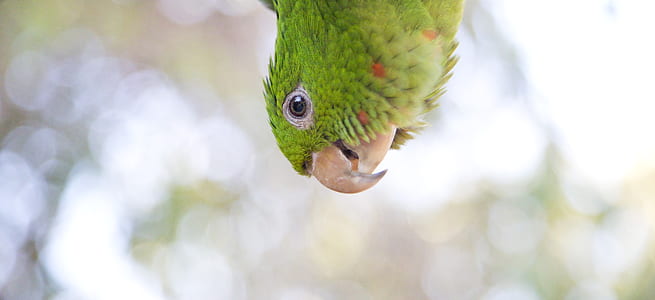 closeup photography of green bird thumbnail