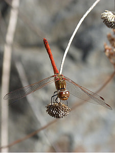 Dragonfly, Sympetrum Striolatum thumbnail