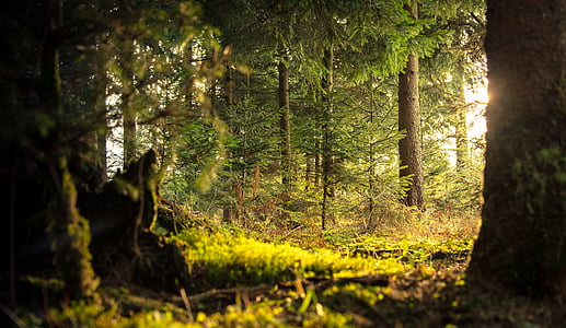 green forest thumbnail