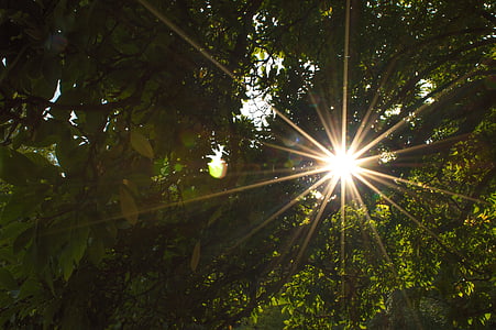 green-leafed trees thumbnail