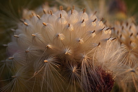 white petaled flowers thumbnail