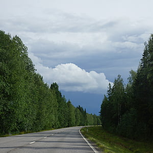empty curved road between pine trees at daytime thumbnail