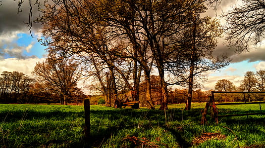 nature, sky, clouds, trees thumbnail