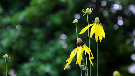 Several Yellow prairie coneflowers. thumbnail