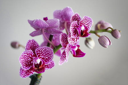 purple orchids thumbnail