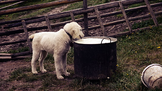 golden retriever puppy during daytime thumbnail