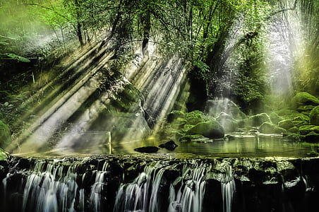 green leafed tree near body of water thumbnail