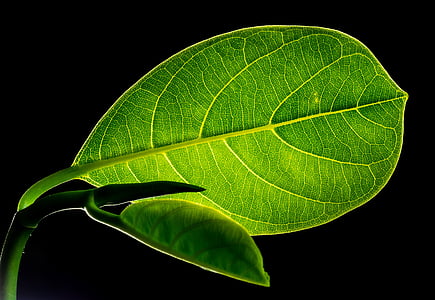 green veined ovate leaf thumbnail