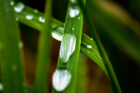closeup photo of water drop on green plant thumbnail
