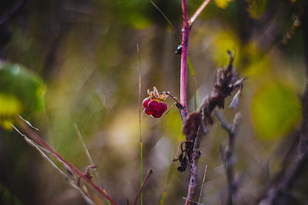 red, branches, fruits, blur thumbnail